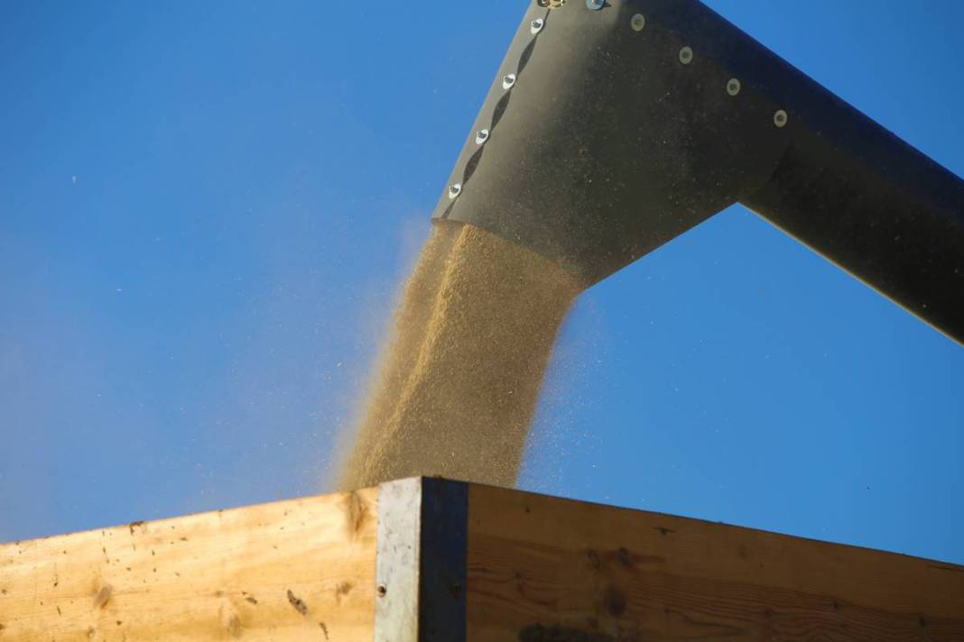 Yağmurdan sonra ortaya çıktı, tarla sahibi büyük şaşkınlık yaşadı! 1.80 metre uzunluğunda, sonunda makarna olacak 12